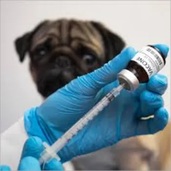 Veterinary Vaccine